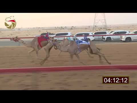 سباق اللقايا سيف العرب 13 09 2025 ش3 شعيله ل راشد علي مطر بن حفشه الكتبي 6 17