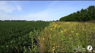 Habitat Tip: Pollinator Habitat & Agriculture