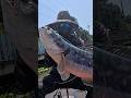 Giant snakehead caught under platform #thailandfishing #ikantoman #giantsnakehead #topwaterfishing