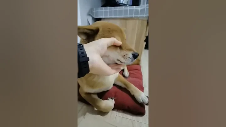 angry dog funny reaction#shorts