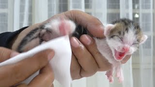 take care of a 5 day old kitten .the mother cat abandoned the kitten ( protect the cats)