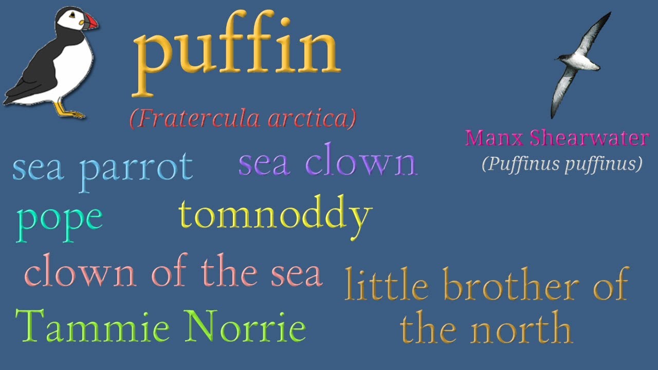 FAB 疾風疾駆、パフィン/Puffin, Hightail SEA MCF英語 Adventures in Etymology - Puffin - YouTube