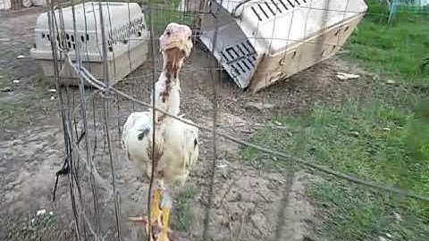 Hmong me nyuam qaib Ace