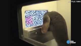 Scientists may have discovered cure for colorblindness