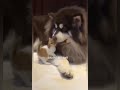 اكلك منين يا قطه اكلك منين يا قطه