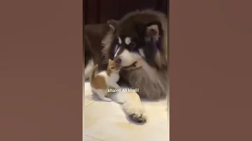 اكلك منين يا قطه 