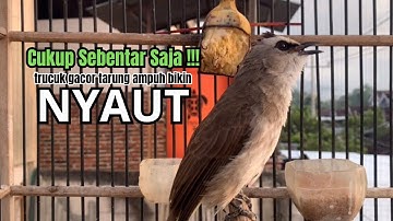 suara trucukan gacor NGALAS AMPUH pandai bikin BURUNG TRUCUK GACOR NYAUT