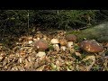 Справжні гриби Карпат 2017