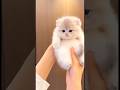 “Is Cat Ko Dekhkar Hasi Nahi Rukegi 😂🐱”