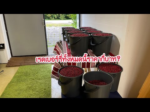 ทำความสะอาดเรดเบอร์รี่ขาย เก็บวันหนึ่งได้เงินกี่บาท ในคลิปมีคำตอบจ้า