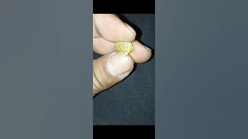 حجر عجيب 