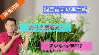 网友问答4：微型蔬菜种豌豆为什么要避光？可以多次采收吗？为什么豌豆苗很硬？