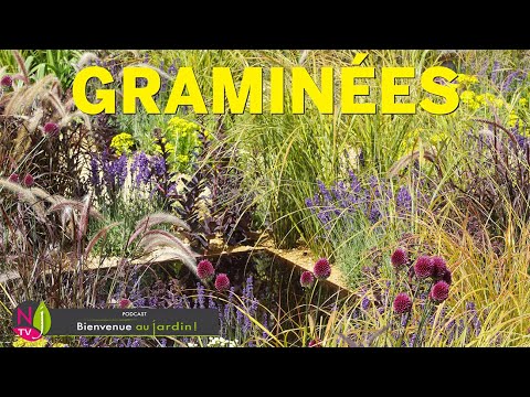 Vidéo: Jaunissement de l'herbe ornementale - Raisons pour lesquelles l'herbe ornementale jaunit et meurt