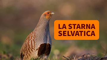 Quando depongono le uova le starne?