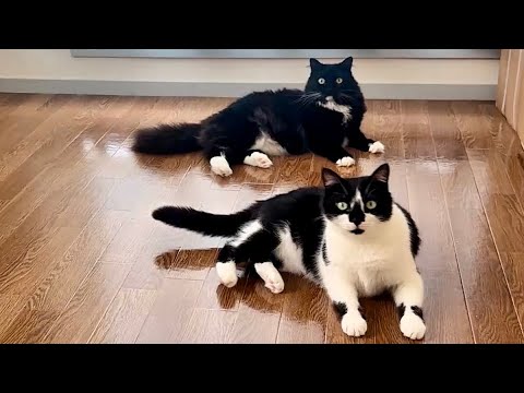 Catz Club - YouTube