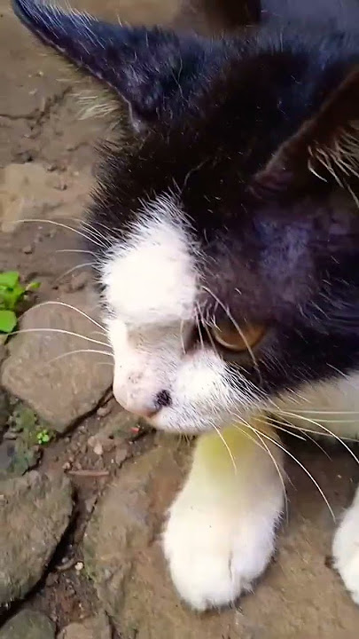 Kucing Lagi Lesu Letih.., #cat #kucing #alakampunk #catlover #animals #viral #shorts