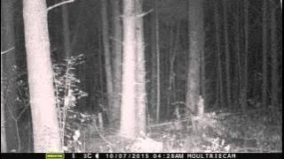 Screaming banshee on trail camera