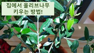 올리브나무 키우는 방법/물 주는 방법/월동/배합토/#59