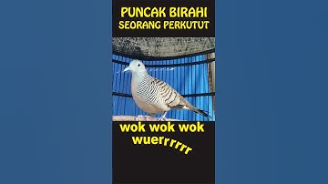 ngerih banget perkutut birahi gacor