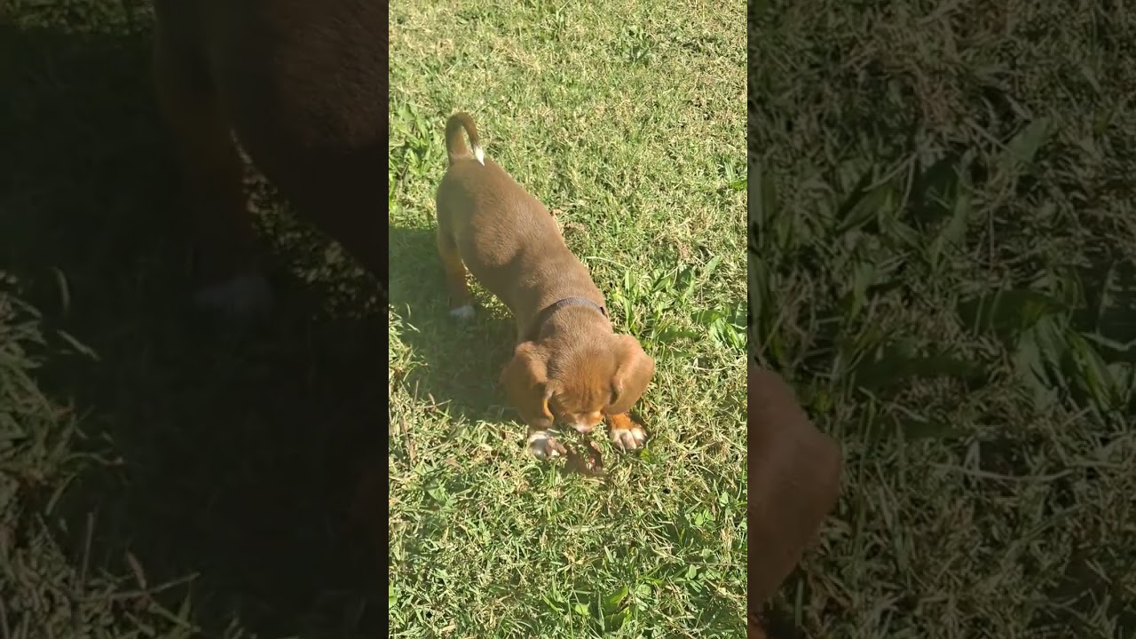 ukc beagle puppies for sale.grand champion blood line.call 1-417-252-7619