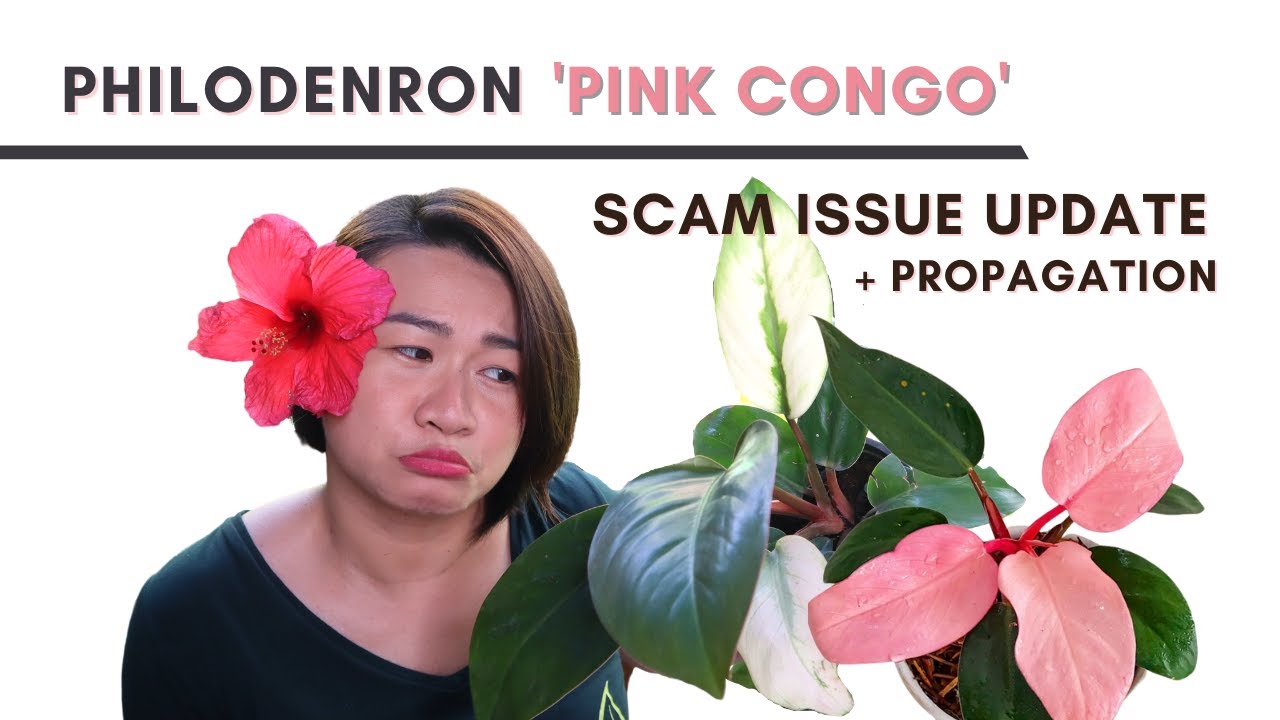 UPDATE: Is Philodendron 'Pink Congo' a SCAM? | Part 2 | Plant Feature ...