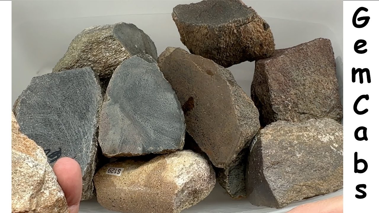 Dinosaur Bone Rough From The Quartzsite Gem And Mineral Show 2025 dinosaur-bone-rough-from-the-quartzsite-gem-and-mineral-show-2025