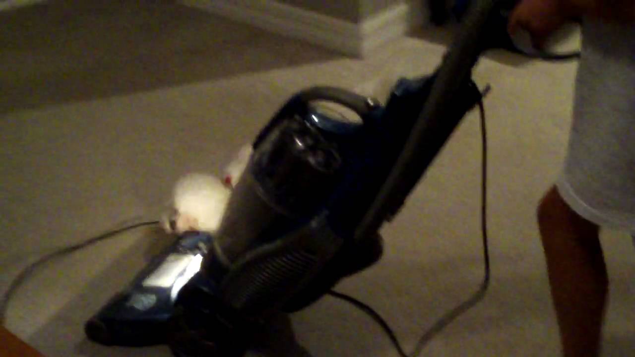 Dog vs. Vacuum YouTube