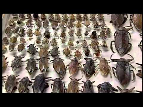 Insectos comestibles en oaxaca