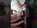 Day 121 of trying to be the most Followed owl on YouTube💖🦉#gamergirl #foodies #bird #cute #learn