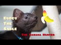 Buddy the sable is jumping to get bananas