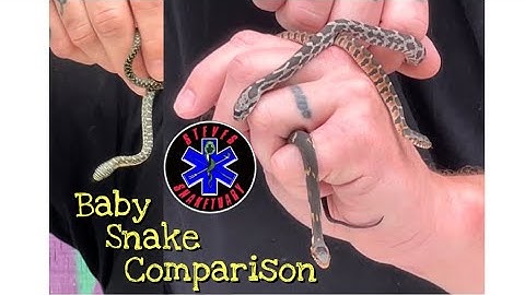 Baby Snake Comparison