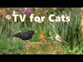 Cat tv special s for cats to enjoy on tv  8 hours 