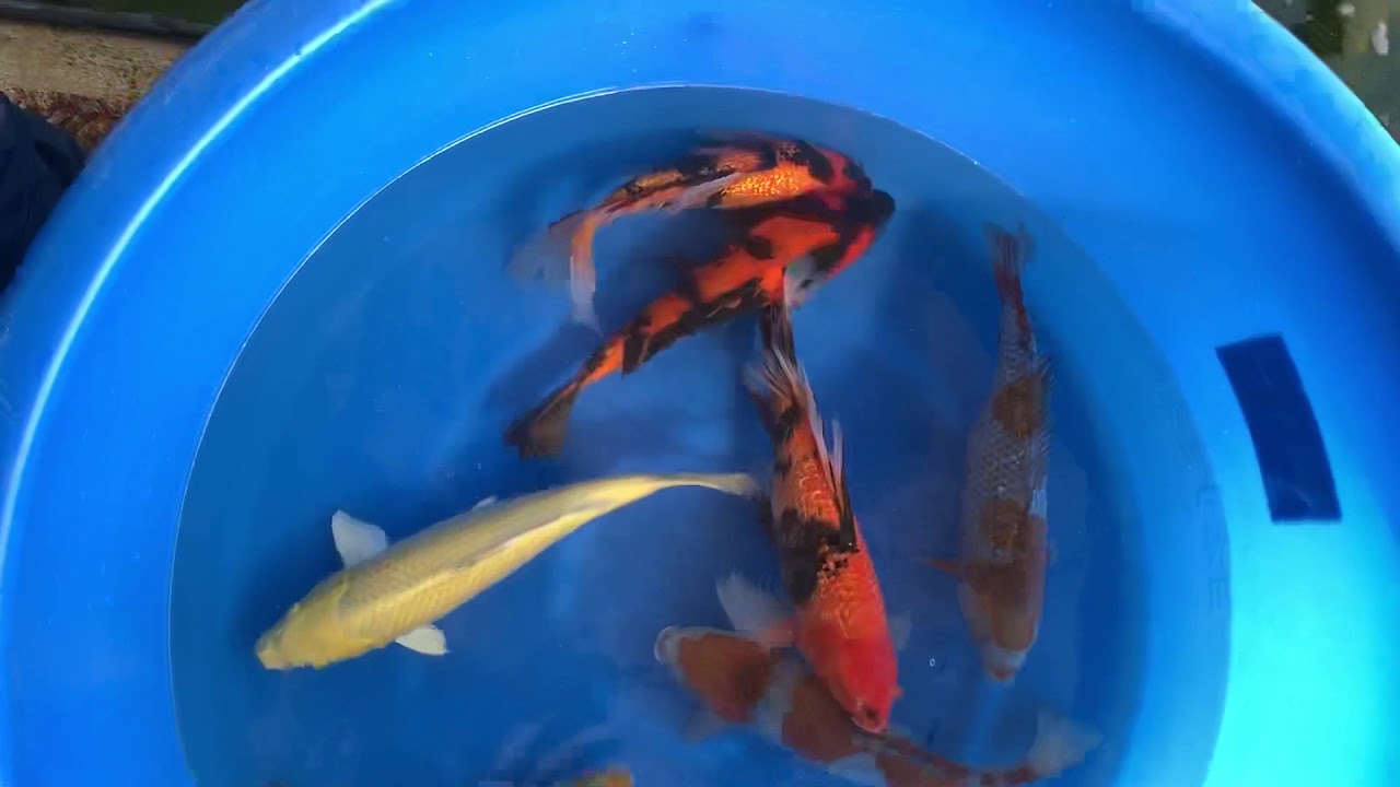 SOMIS KOI. Yamasaki Koi Farm. 2018 Japan Trip. YouTube