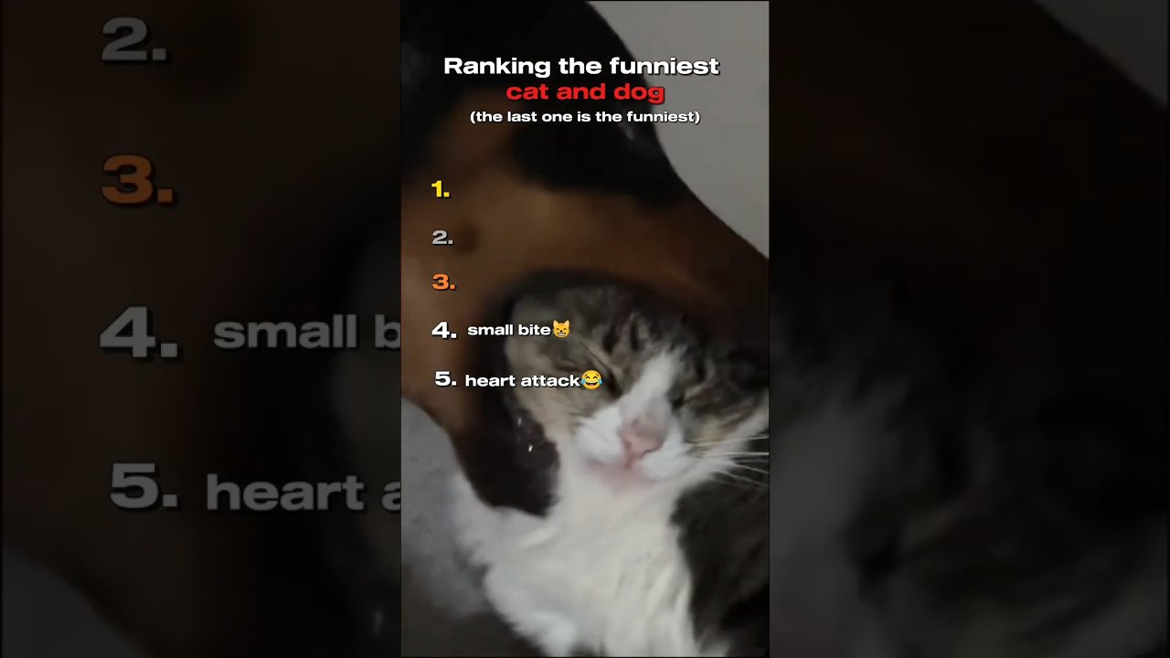 Top 5 Cutest Cat and Dog Moments 😺🐶 