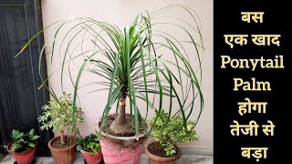 बस एक खाद और Ponytail palm होगा तेजी से बड़ा, Nolina palm care