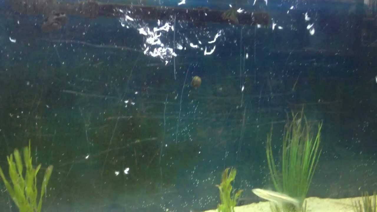 Aquarium at Rockport Harbor, TX seahorse feeding YouTube