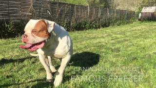 American bulldog CDP famous freezer by CanineDogProject 4,065 views 7 years ago 1 minute, 10 seconds