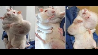 GMOs and Roundup - 'GMOs Cause Tumors in Rats' Scientist Wins Defamation Lawsuit GMOs and Roundup: 'GMOs Cause Tumors in Rats' Scientist Wins Defamation Lawsuit In November 2012, the Journal of Food and Chemical Toxicology ..., From YouTubeVideos