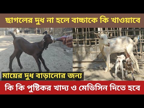 ভিডিও: কীভাবে আপনার বাচ্চাকে ছাগলের দুধ দেওয়া যায়