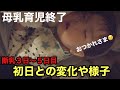 【密着】断乳育児物語〜３日から５日の様子〜