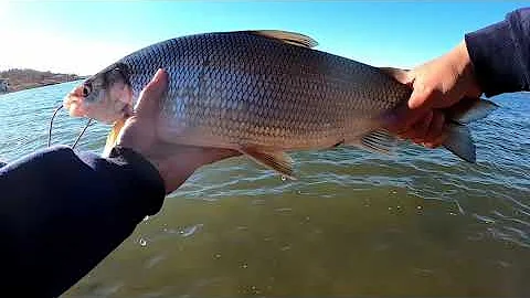 Fall Wader Fishing Regina Beach for Pike and Surpr...
