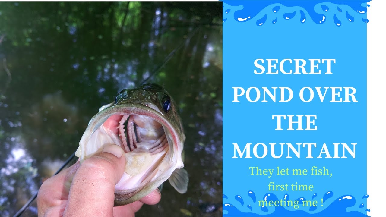 I fished a Secret pond over the mountain !   #bassfishing #fishing #largemouthbass