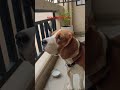 "Naaku coffee kavali, milk kaadhu ☕🐾"#milk #viralvideo#shorts #trending #YouTubeshorts #dog #doglove