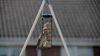 Nikon D600 House Sparrow 20210519b