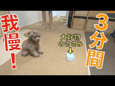 うちの犬なら3分間大好物のササミが目の前にあっても我慢できる気がする。【トイプードル】