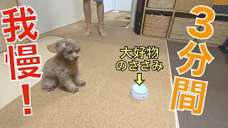 うちの犬なら3分間大好物のササミが目の前にあっても我慢できる気がする。【トイプードル】
