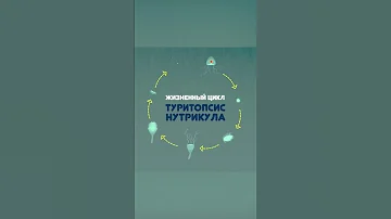 Бессмертная Медуза