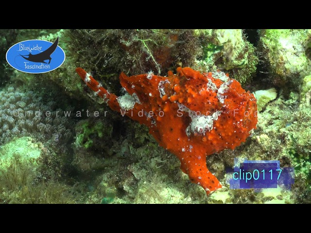 0117_Red warty frogfish. 4K Underwater Royalty Free Stock Footage.