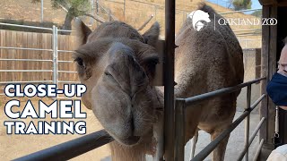 Camel Close-Up Training