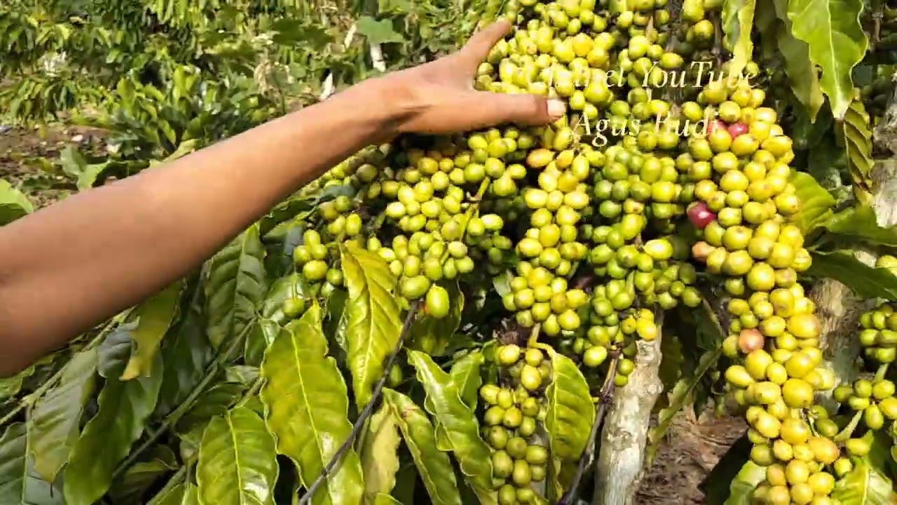 Klon yang sangat cocok di segala MDPL tahan cuaca OPO wae😄